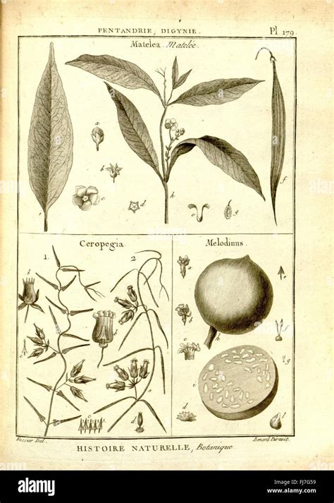 Planche botanique du Ceiba pentandra