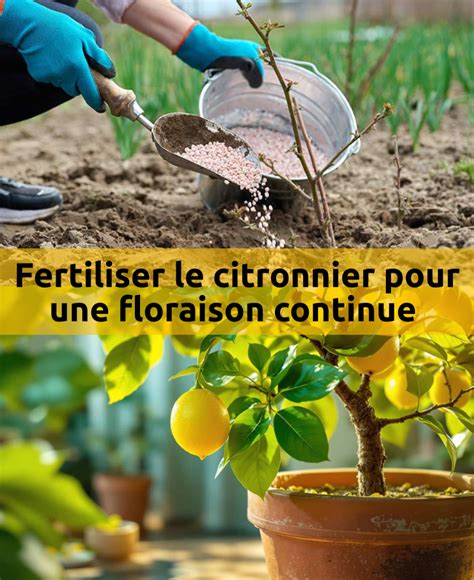 âge du citronnier et floraison