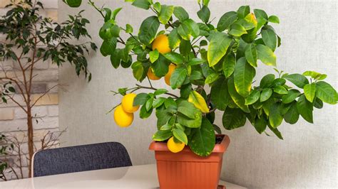 citronnier intérieur fleuri