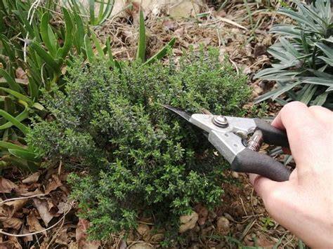 Tiges de thym fraîchement coupées pour le bouturage