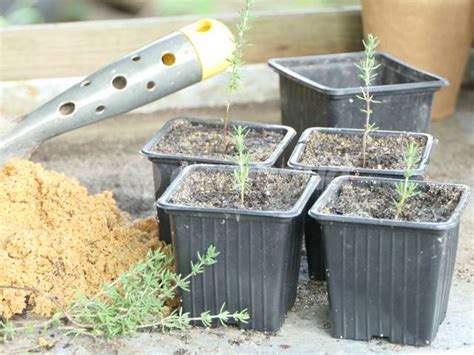 Matériel pour le bouturage du thym : sécateur, pots, terreau, sable, charbon