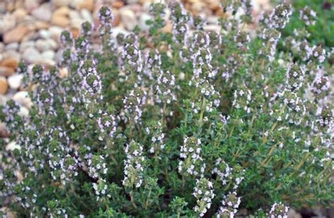 Jeunes plants de thym fraîchement repiqués en pleine terre