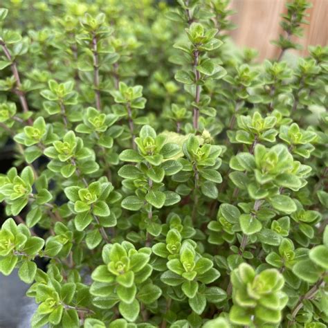 Thym citron avec ses feuilles caractéristiques