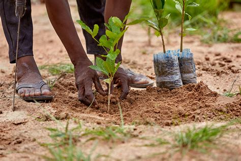 Plantation de jeunes arbres dans le Ferlo, Sénégal