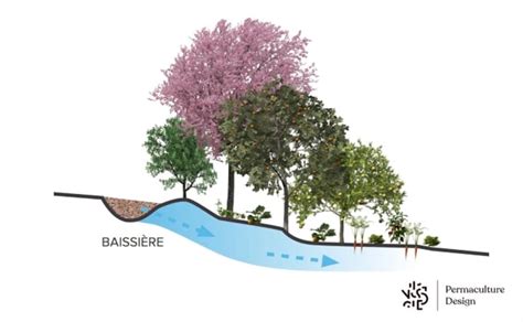 Exemple de baissière avec du mulch et des arbres de chaque côté. Source : Tagari publications - Permaculture A Designers’ Manual - Bill Mollison.