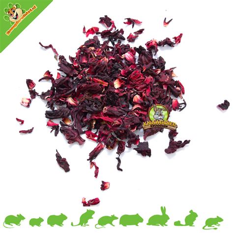 Lapin nain mangeant des fleurs d'hibiscus séchées
