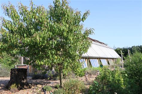Visuel montrant la biodiversité d'une forêt-jardin cultivée en permaculture