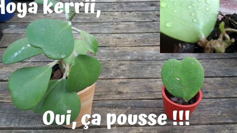Arrosage par le bas d'un Hoya Kerrii