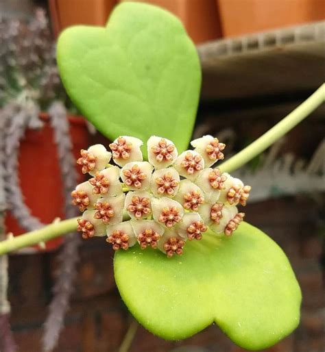 Feuilles jaunes de Hoya Kerrii