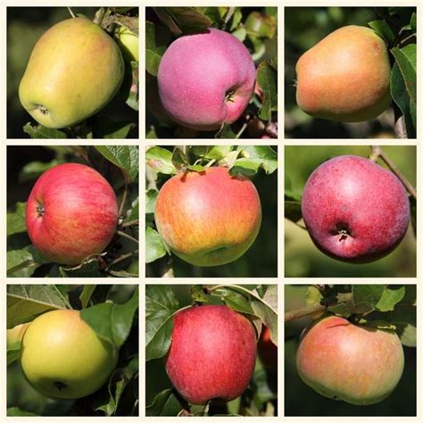 Variétés de pommiers et poiriers