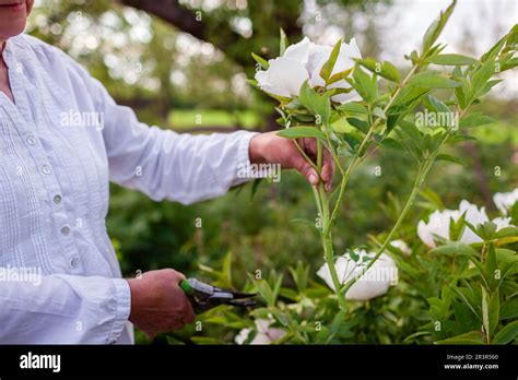 Sécateur coupant une tige de pivoine