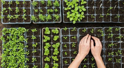 Semis de jeunes plants en plaques alvéolées