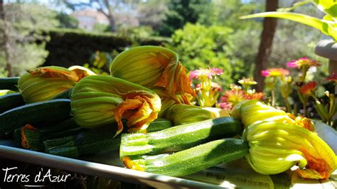 salade de fleurs de courgettes