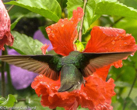 Illustration d'un colibri butinant une fleur d'hibiscus