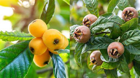 Deux types de nèfles, commune et du Japon, avec leurs feuilles respectives