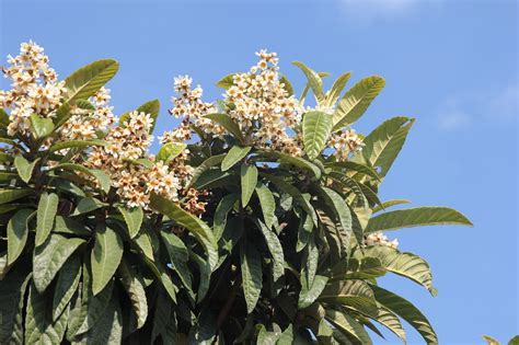 Fleurs et fruits du néflier du Japon