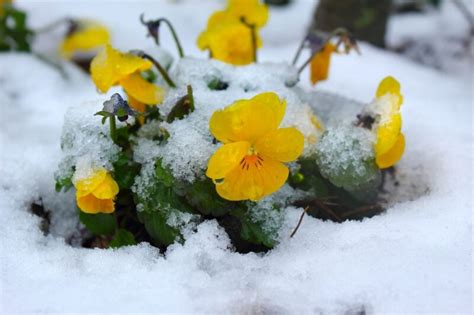 Plantes sous la neige