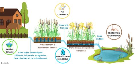 Schéma illustrant le fonctionnement de la phytoépuration à la ferme