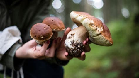 Infographie sur les règles de cueillette des champignons
