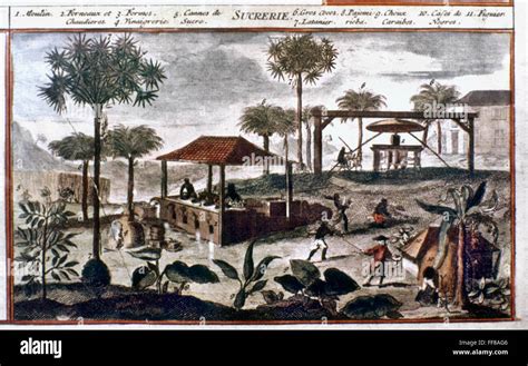 Gravure ancienne représentant des esclaves travaillant dans une plantation de canne à sucre au Brésil