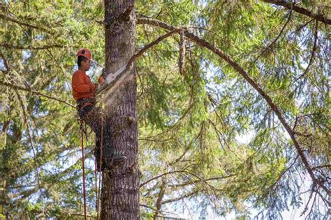 Élagueur en action, sécurisé par un harnais, coupant une branche d'arbre