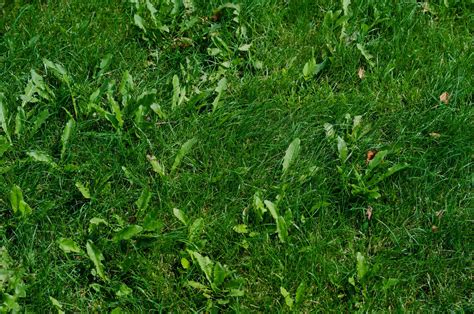 Types de mauvaises herbes courantes dans le gazon