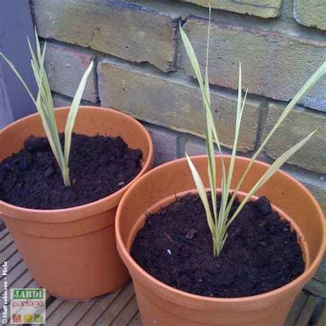 Illustration d'une Cordyline en pot avec des rejets à sa base