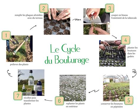 Schéma illustrant le processus de bouturage dans l'eau