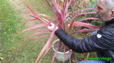 Photographie de jeunes pousses de Cordyline issues de rejets
