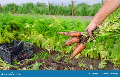 Récolte de carottes en agriculture biologique