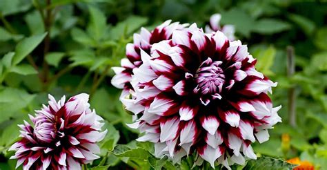 Variétés de dahlias