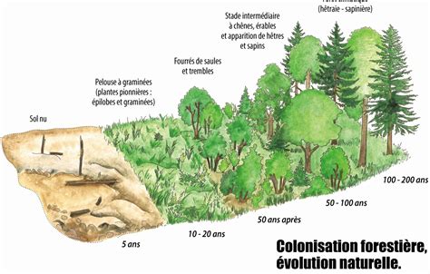 Illustration d'un sous-bois en automne montrant le processus naturel de formation de l'humus forestier par accumulation de feuilles