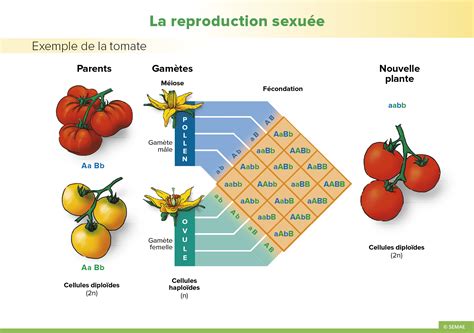 Diagramme illustrant les différentes techniques de reproduction végétale