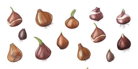 illustration de bulbes de tulipes et d'outils de jardinage