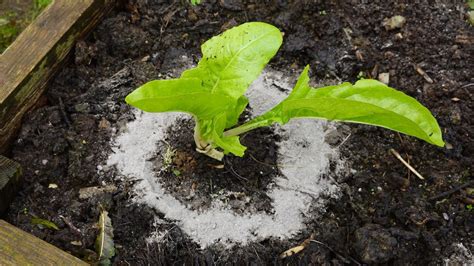 Cercle de cendres autour d'une plante pour repousser les limaces
