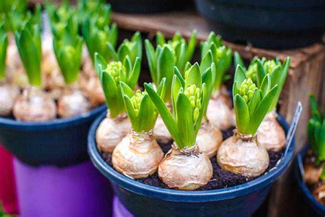 Variétés de bulbes à fleurs colorés, prêts à être plantés