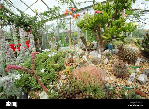 collection diversifiée de plantes succulentes en serre