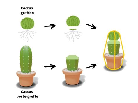 illustration des différentes étapes de la greffe à plat sur cactus