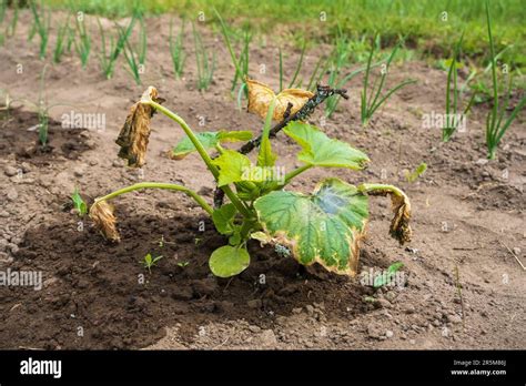 Photos comparatives de plantes saines et de plantes endommagées par le gel