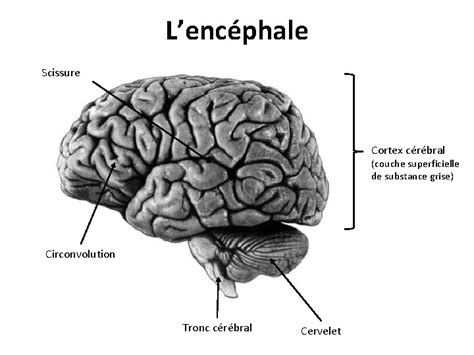 Organisation générale de l'encéphale