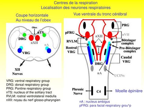 Schéma des centres respiratoires bulbaires