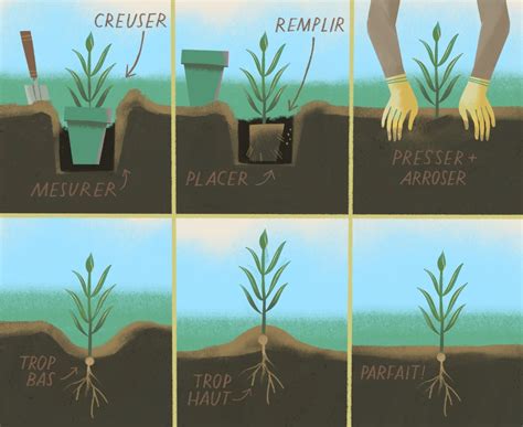 Schéma illustrant le lit de semence idéal avec un rappuyage profond pour favoriser la germination