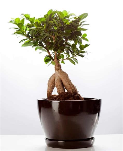 bonsaï ficus ginseng près d'une fenêtre lumineuse dans un salon moderne
