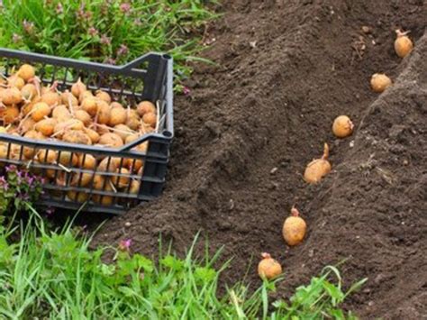 Plantation de pommes de terre germées dans une jardinière
