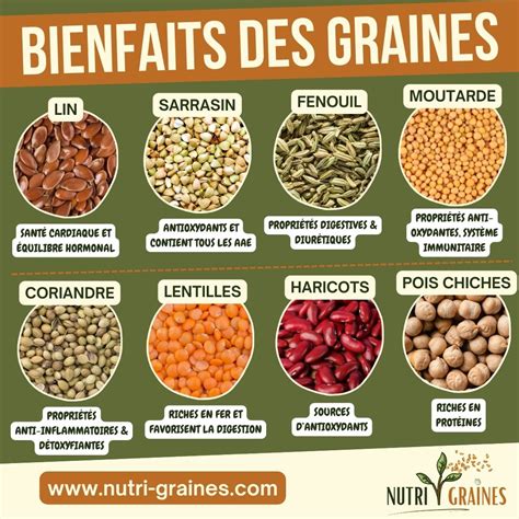 Variété de graines alimentaires (blé, riz, lentilles, tournesol)