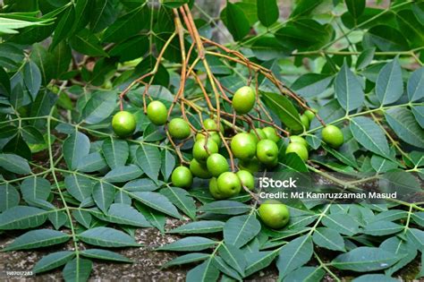 Plante médicinale avec ses graines