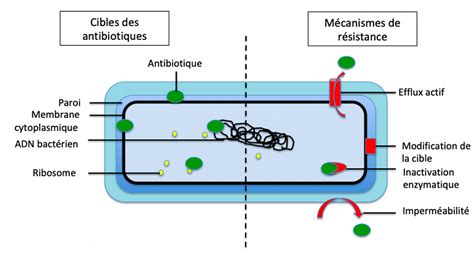 Schéma du mécanisme de résistance génétique au mildiou