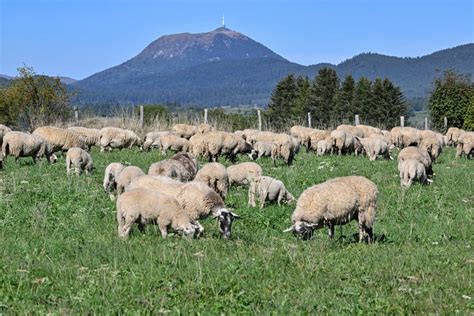 Vue panoramique d'un élevage de brebis en plein air dans le Var