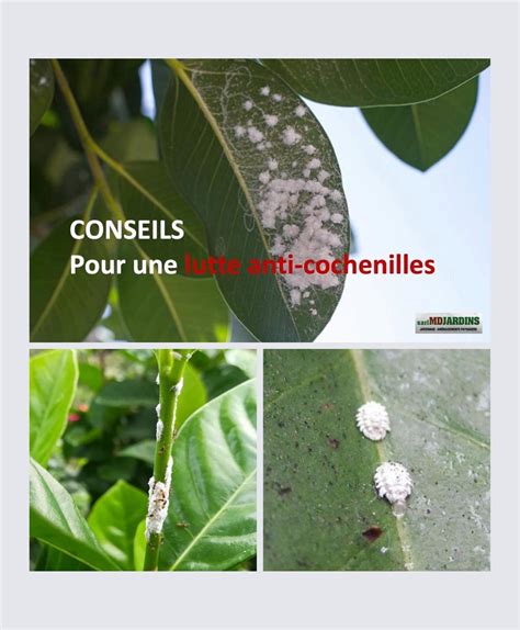 Hibiscus avec des cochenilles grises sur ses feuilles