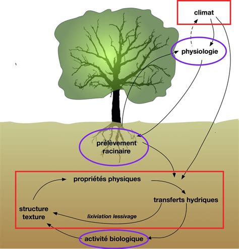 Schéma illustrant la symbiose entre différentes plantes